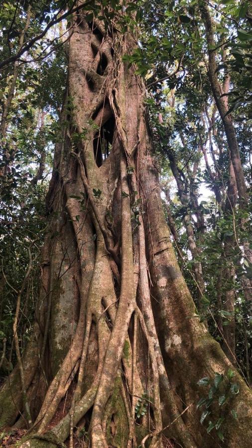 Cantos Del Bosque モンテベルデ エクステリア 写真