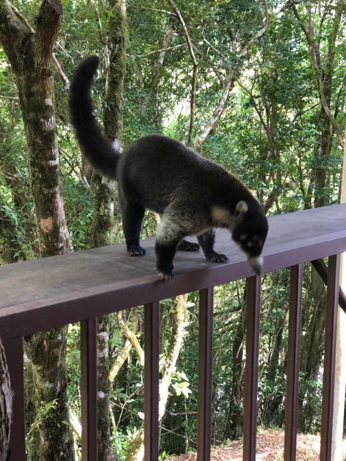 Cantos Del Bosque モンテベルデ エクステリア 写真
